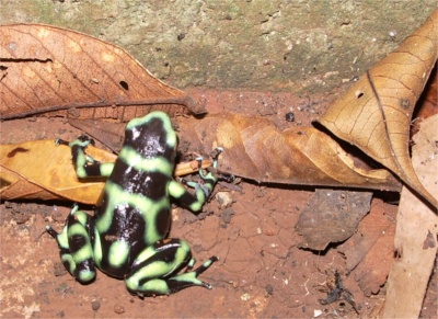 Costa Rica - Dominical 007-resized frog 5.jpg